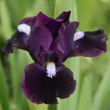 Ирис Iris Pumila ‘Wish Upon a Star’ 